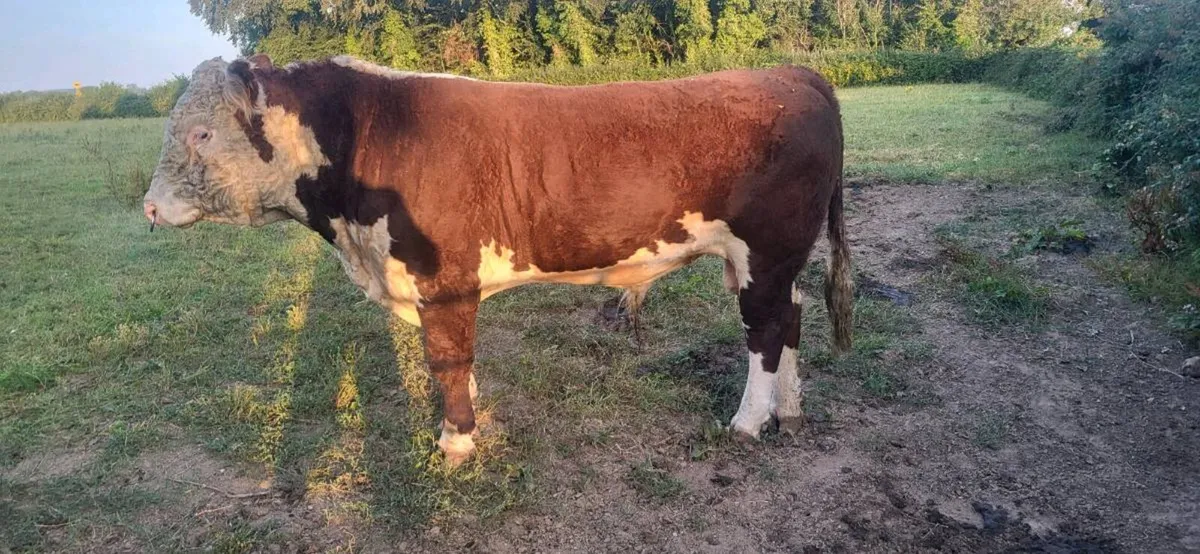 PB Hereford Bull - Image 1