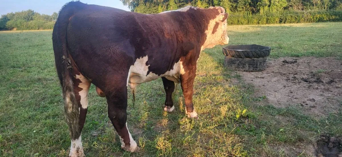 PB Hereford Bull - Image 2