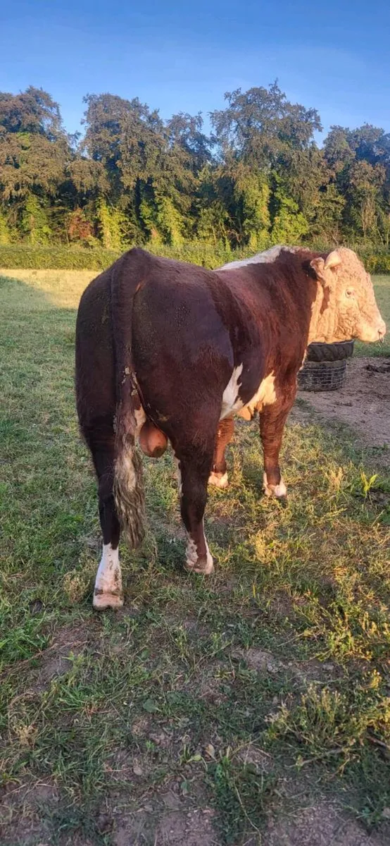 PB Hereford Bull - Image 3