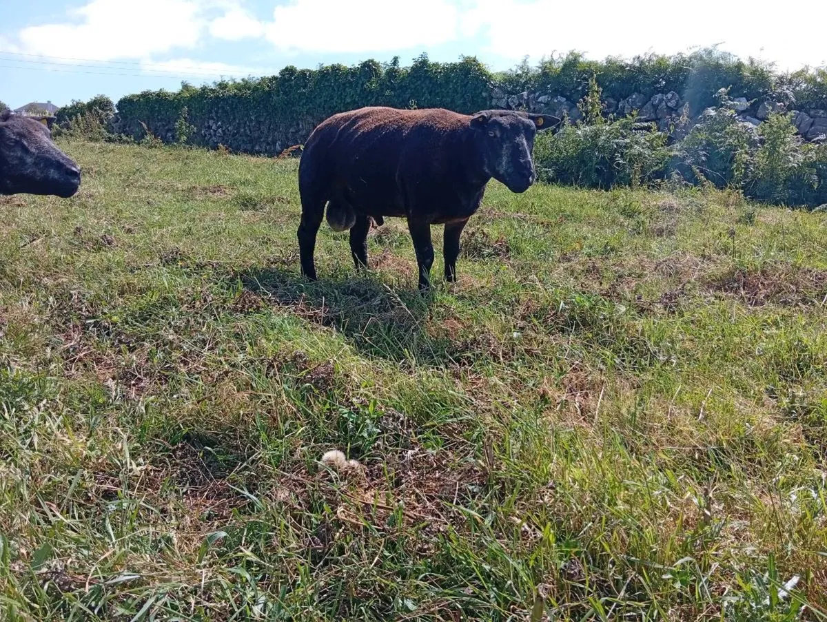 Pedigree registered blue texel ram hoggets - Image 2