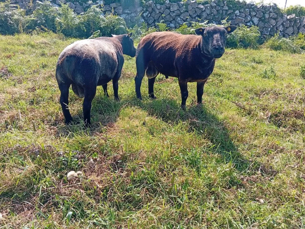 Pedigree registered blue texel ram hoggets - Image 3