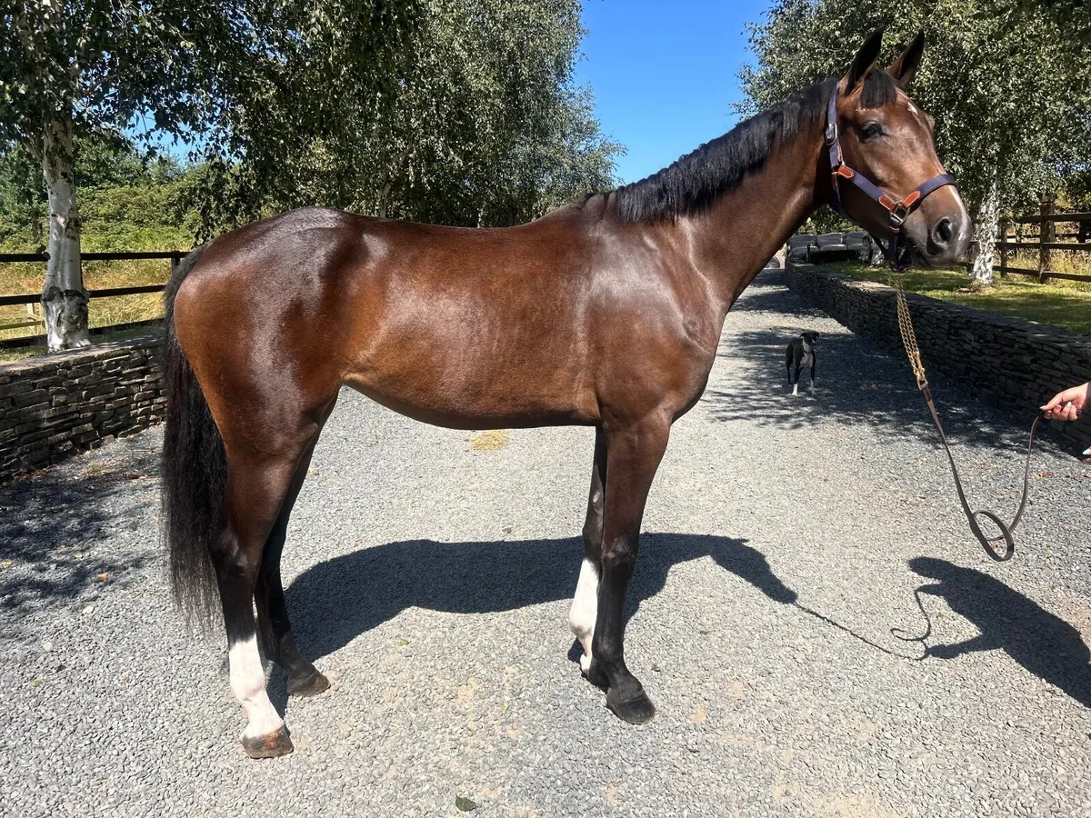 3yo mare