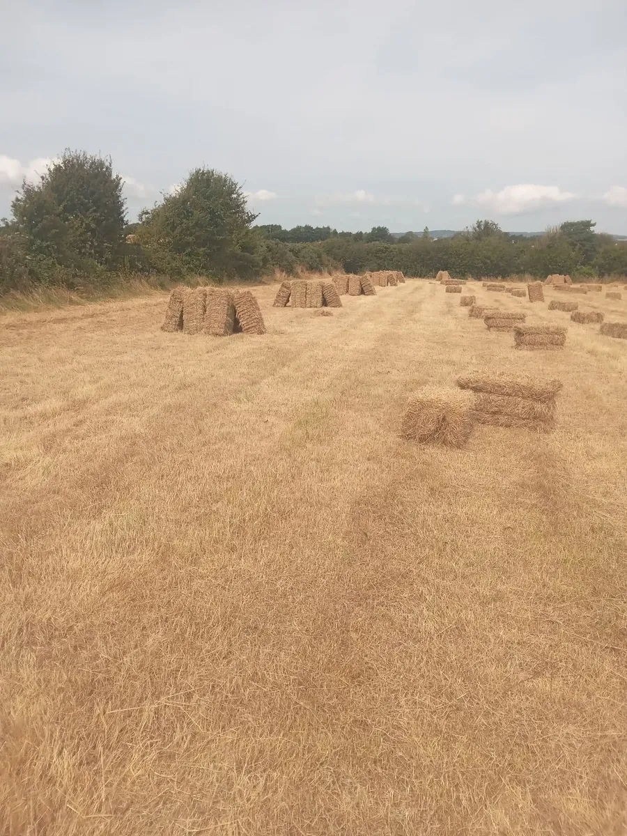 Hay