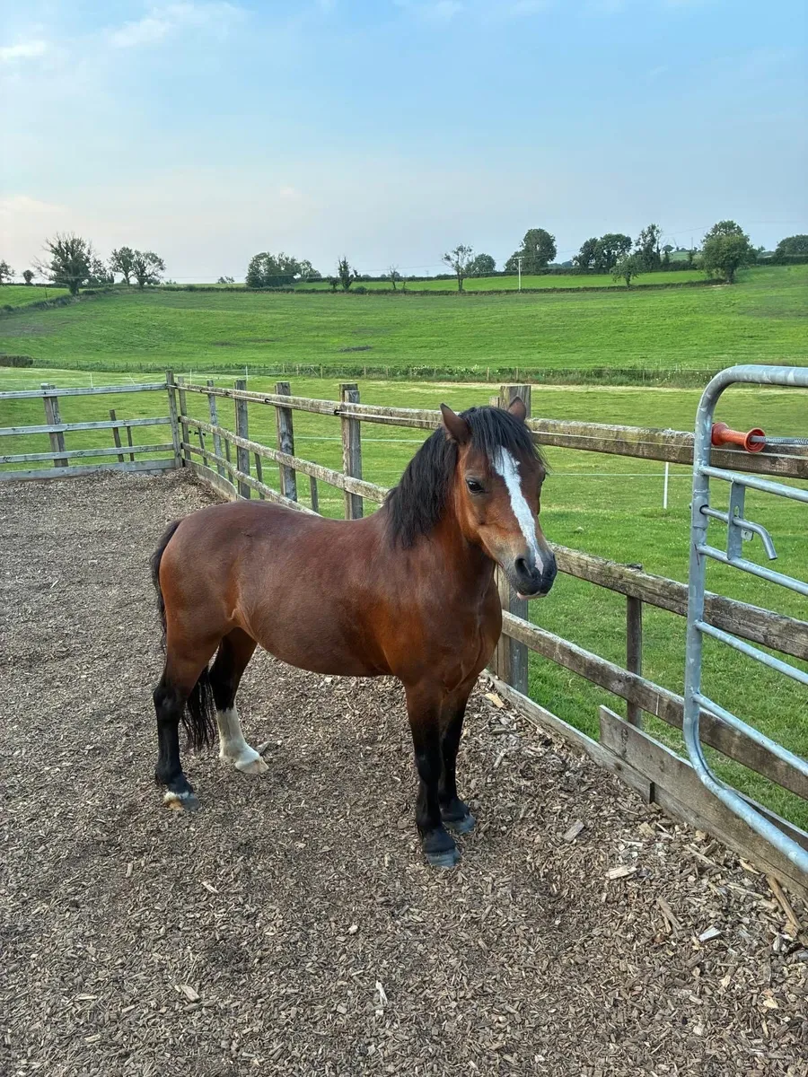 Pony - Image 1