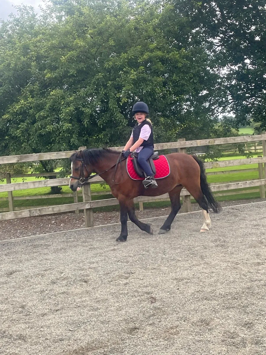 Super Pony - Image 3