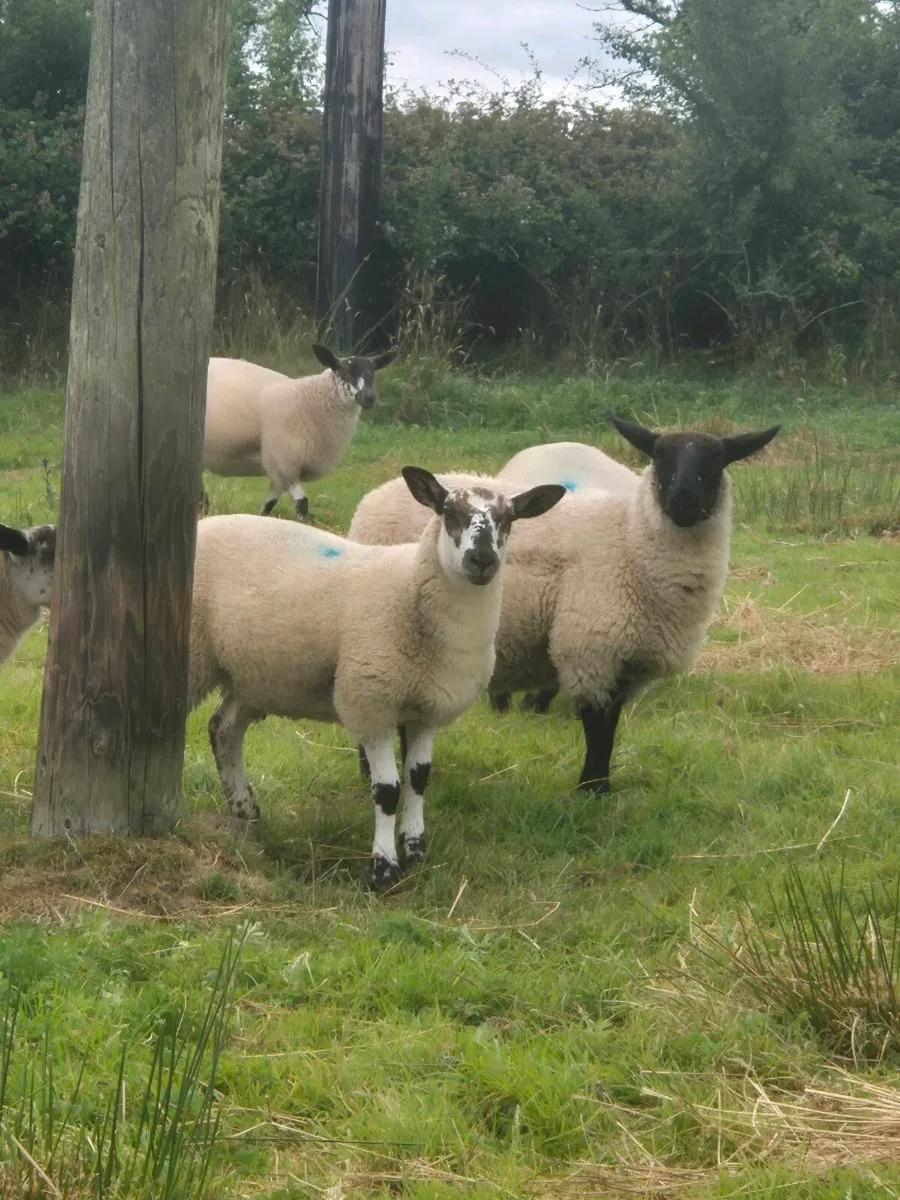 MILFORD X EWE LAMBS - Image 2