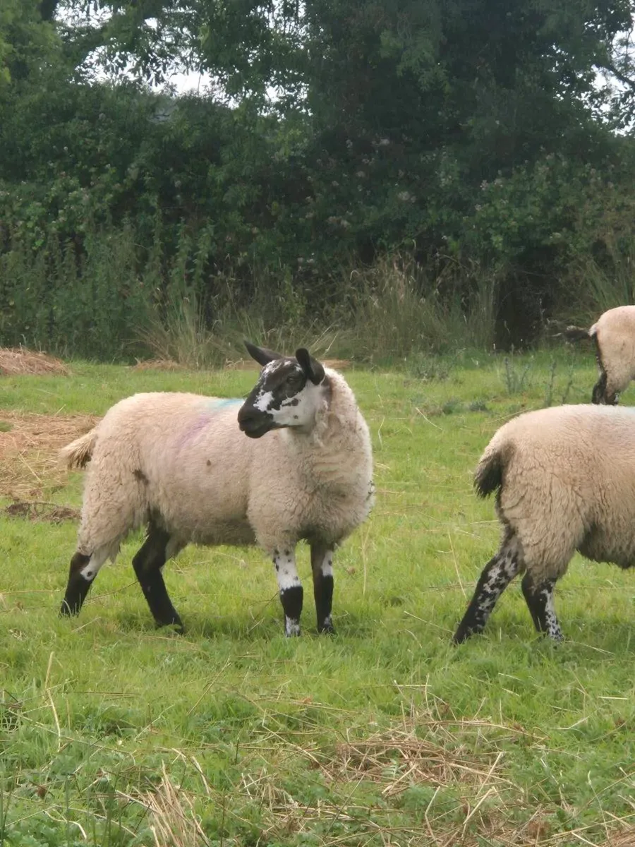 MILFORD X EWE LAMBS - Image 3