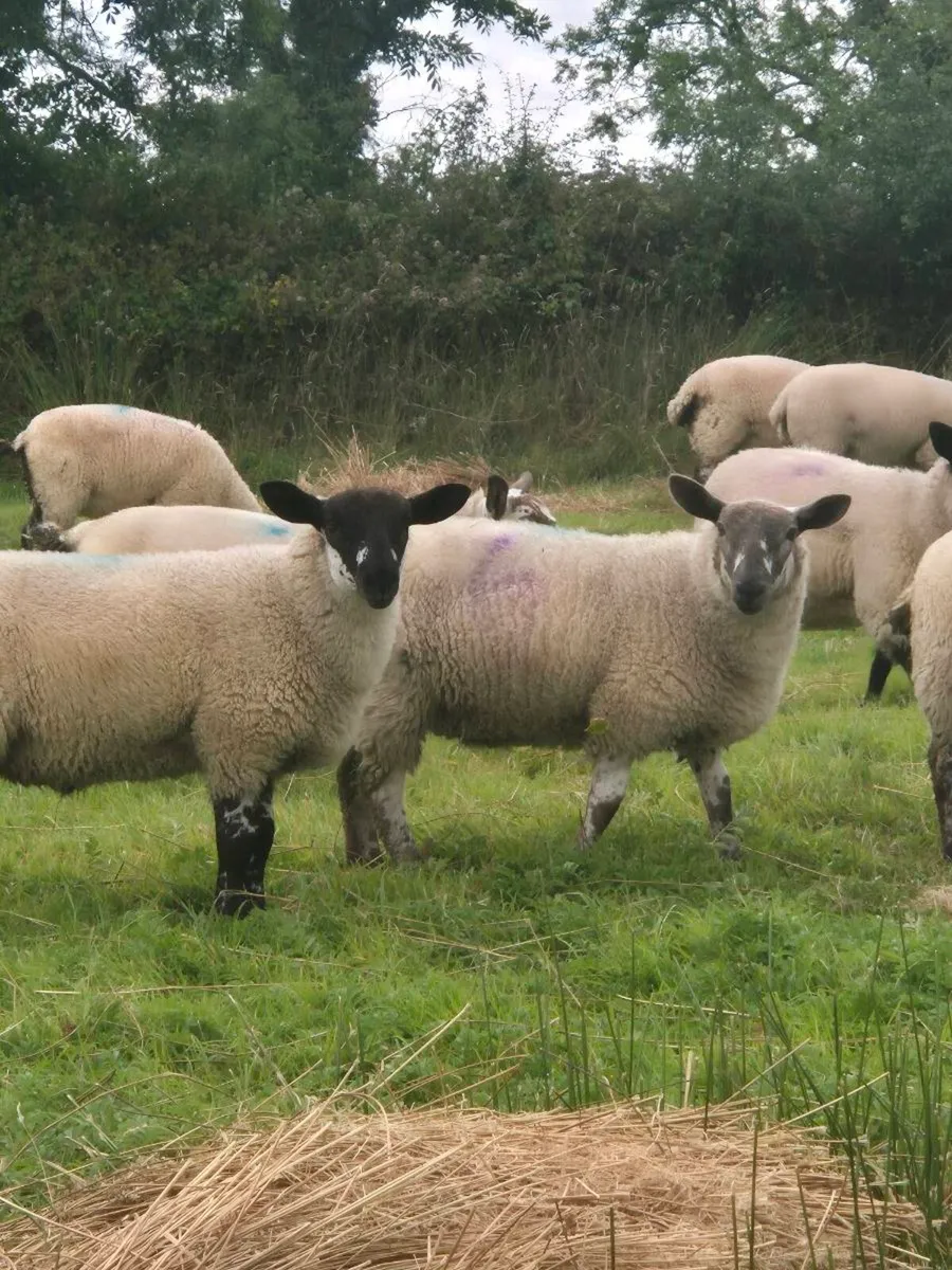 MILFORD X EWE LAMBS - Image 4