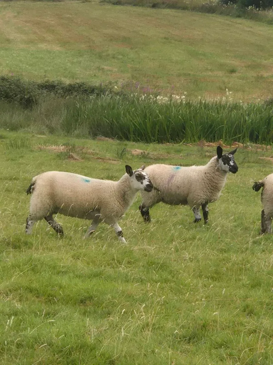 MILFORD X EWE LAMBS - Image 1