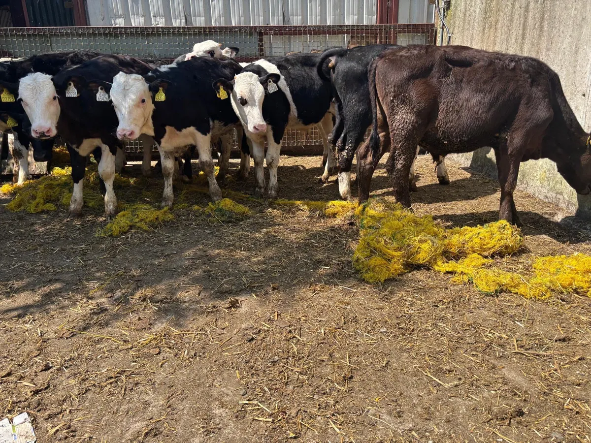 16 Hereford Bulls (ready for grass) - Image 4