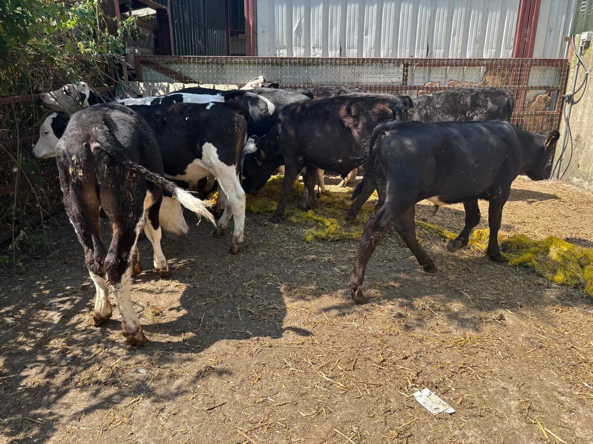 16 Hereford Bulls (ready for grass) - Image 3