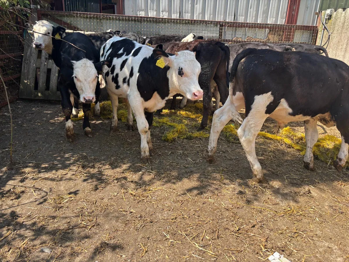 16 Hereford Bulls (ready for grass) - Image 2