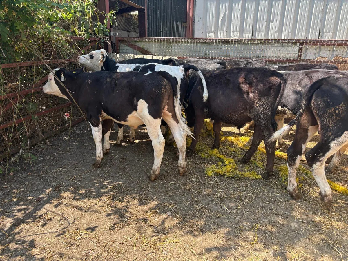 16 Hereford Bulls (ready for grass) - Image 1