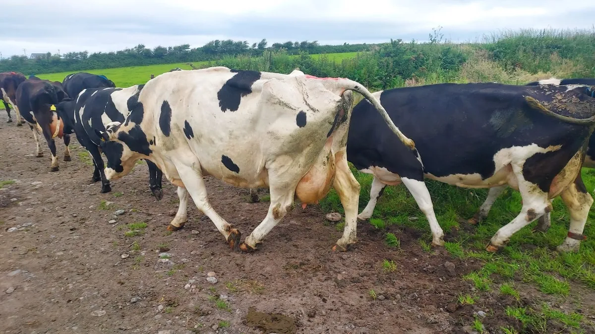 Cows in Milk - Image 2