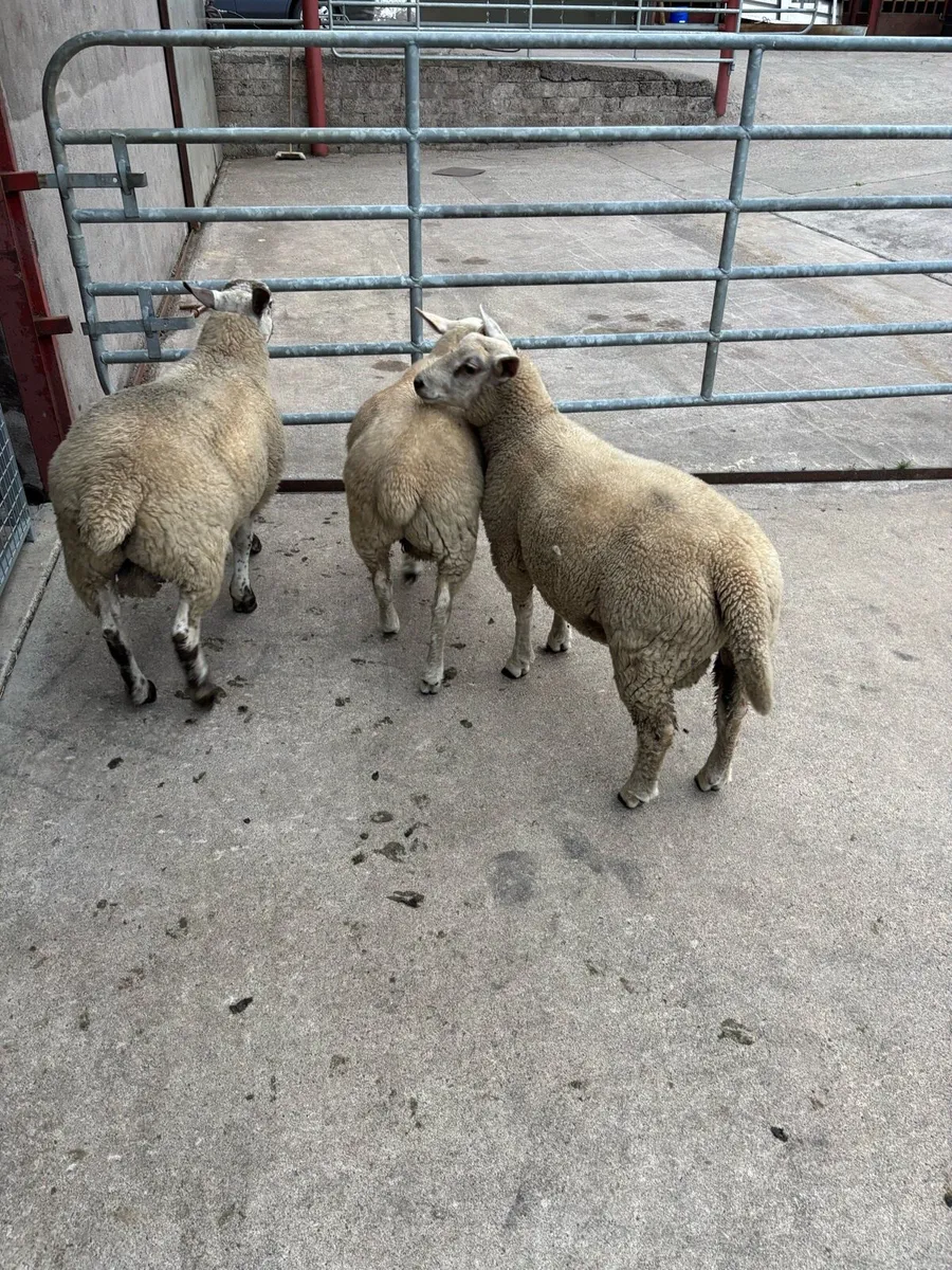 Fat pet lambs - Image 1