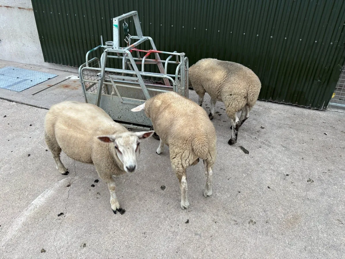 Fat pet lambs - Image 2