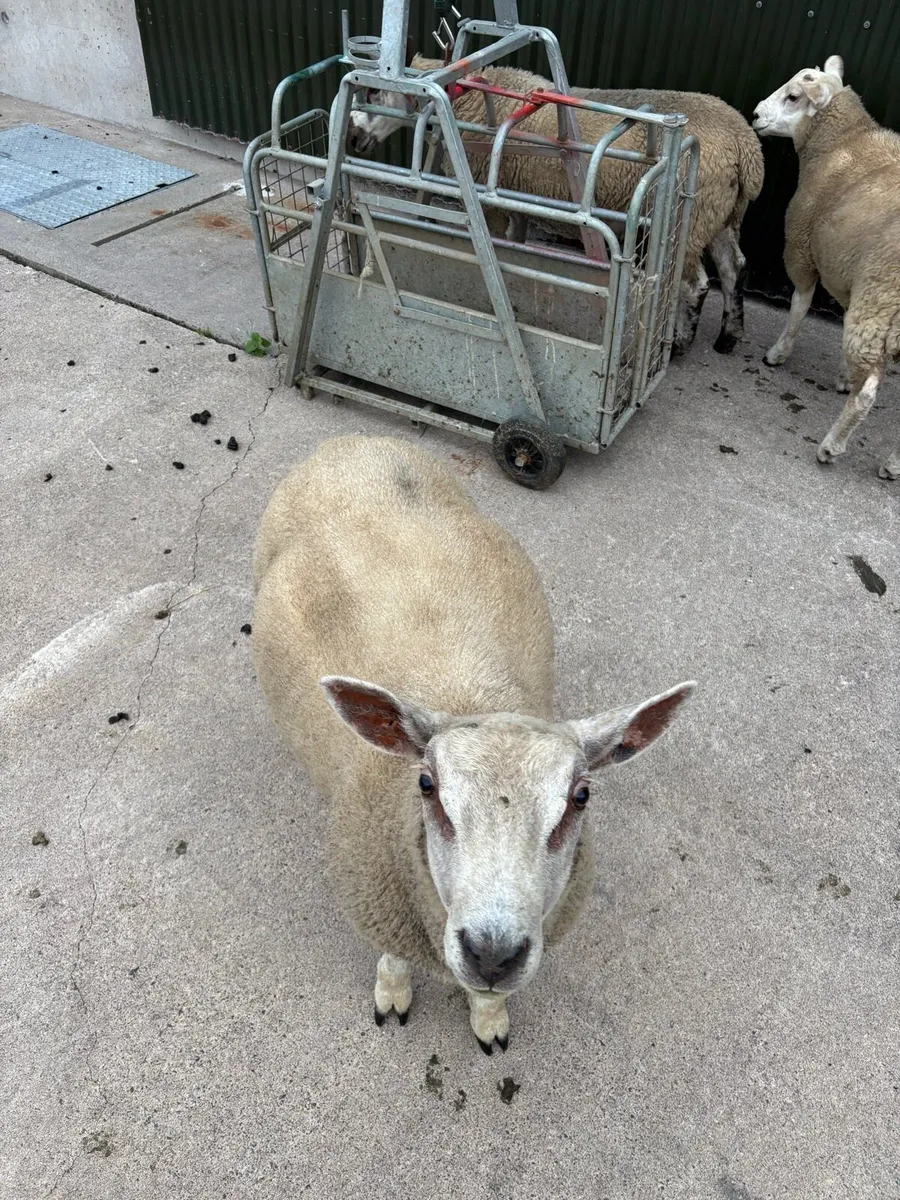 Fat pet lambs - Image 3