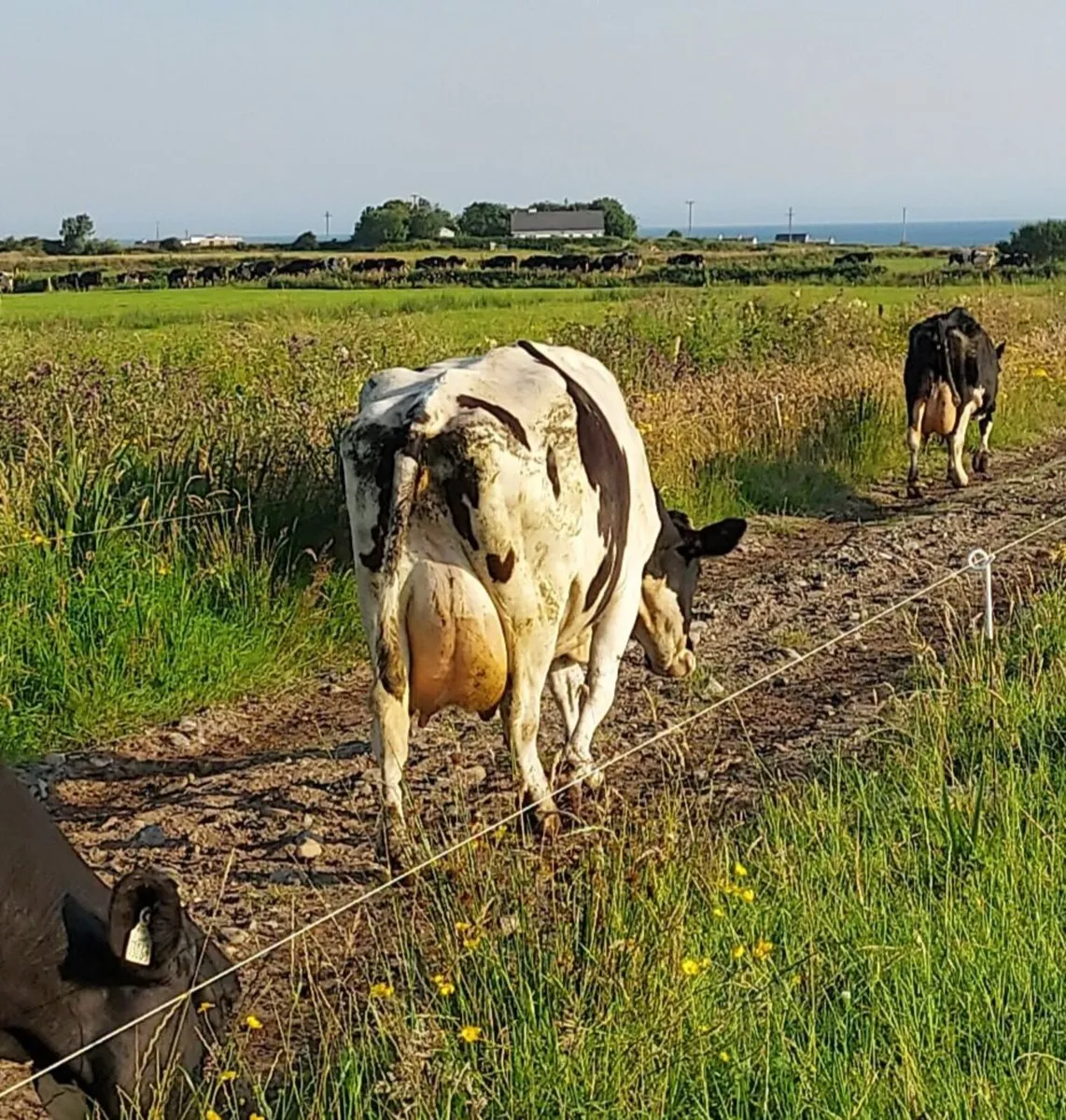 Cows in Milk - Image 3