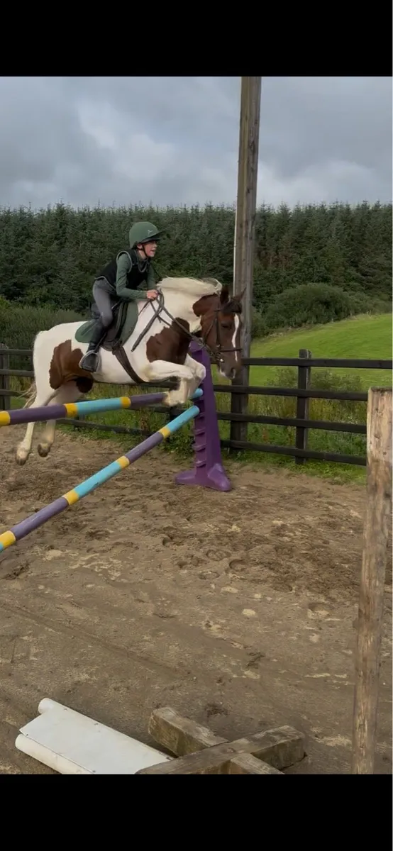 Skewbald Pony - Image 4