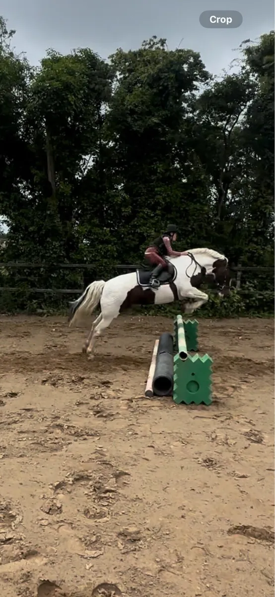Skewbald Pony - Image 2
