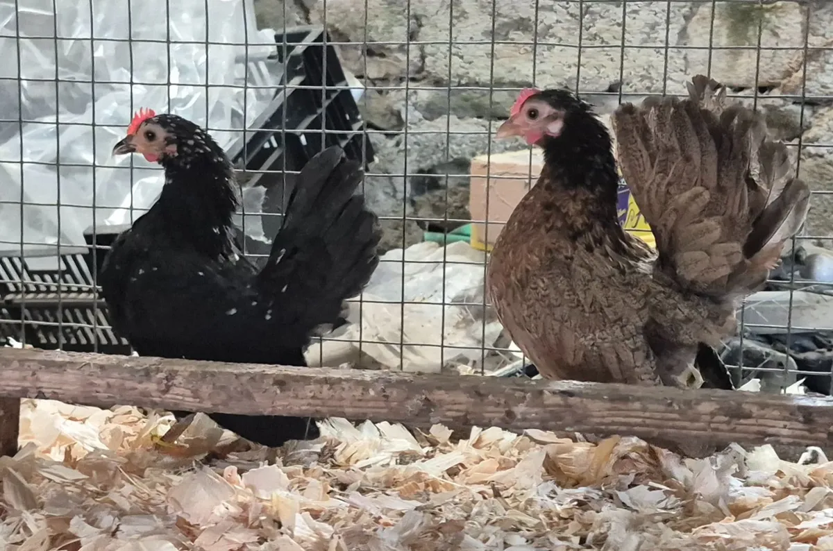 Poultry - Image 2