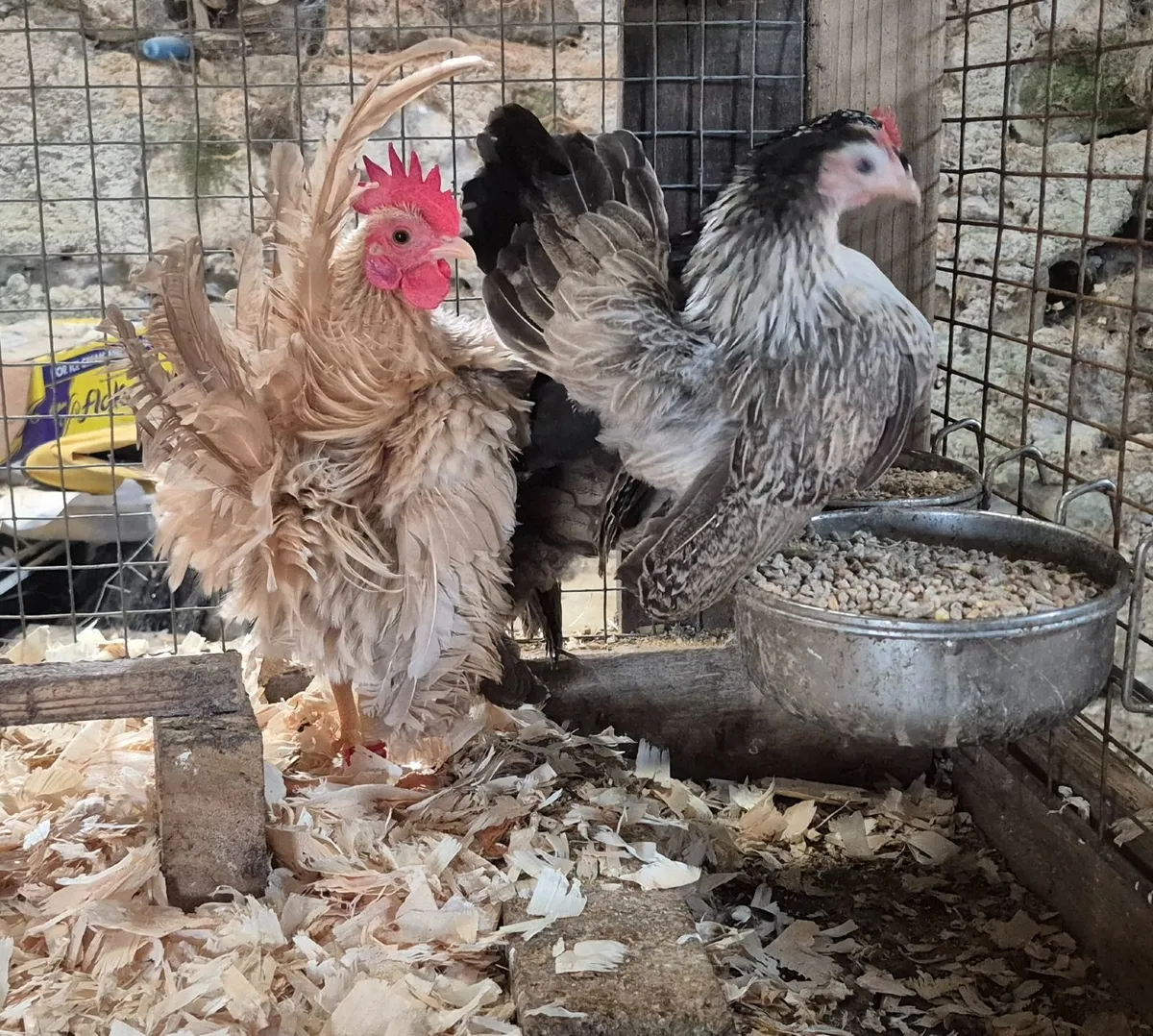 Poultry - Image 3