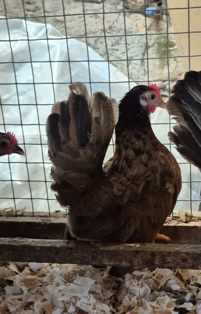 Poultry - Image 4