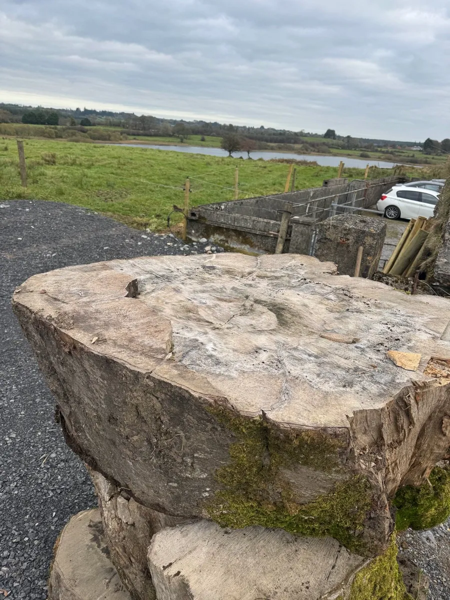 Beach tree slabs 250 years old - Image 2