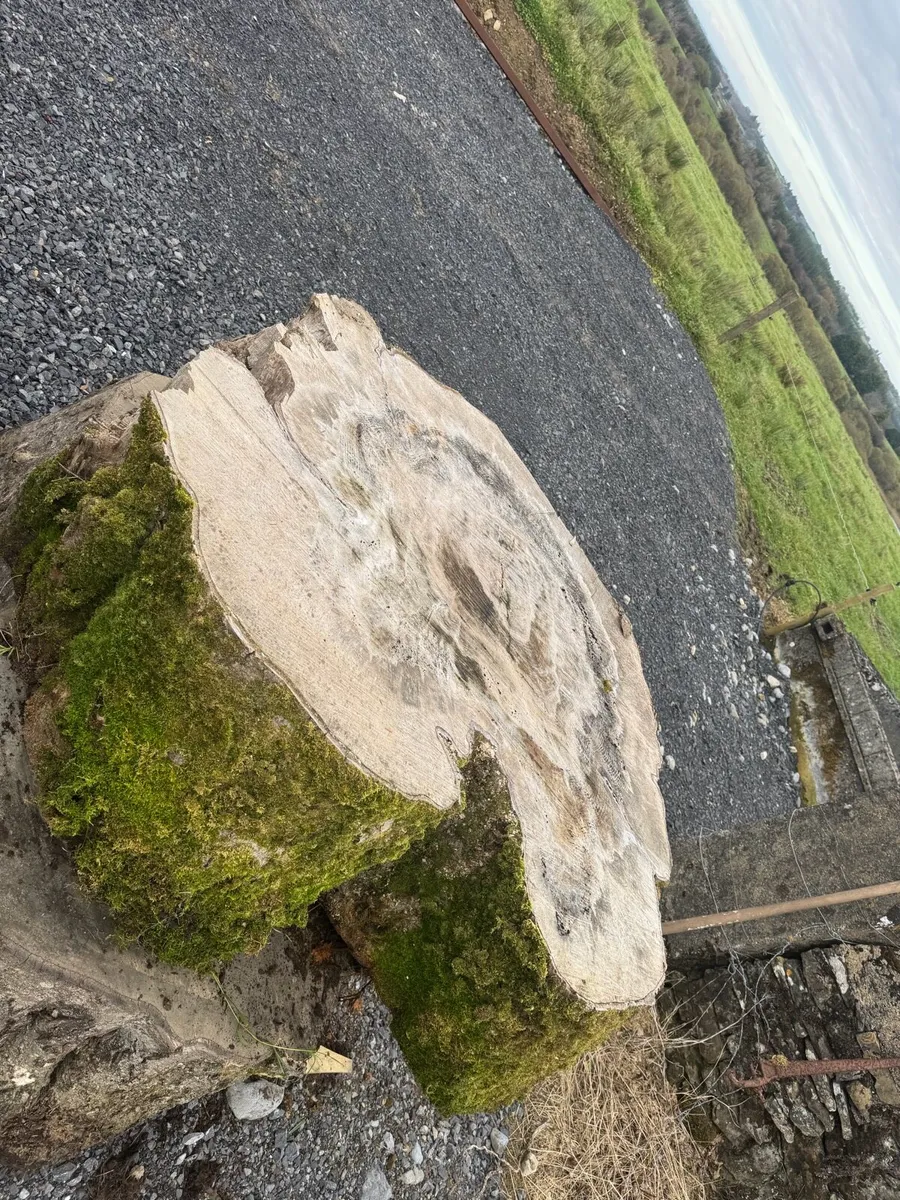 Beach tree slabs 250 years old - Image 3