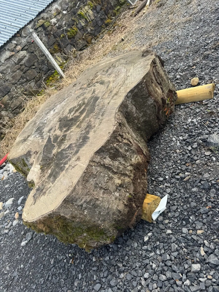 Beach tree slabs 250 years old - Image 4
