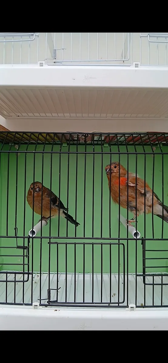 Siberian pair for sale. - Image 1