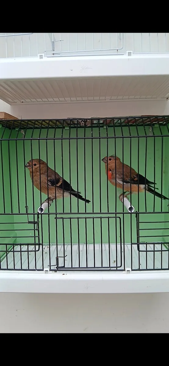 Siberian pair for sale. - Image 2