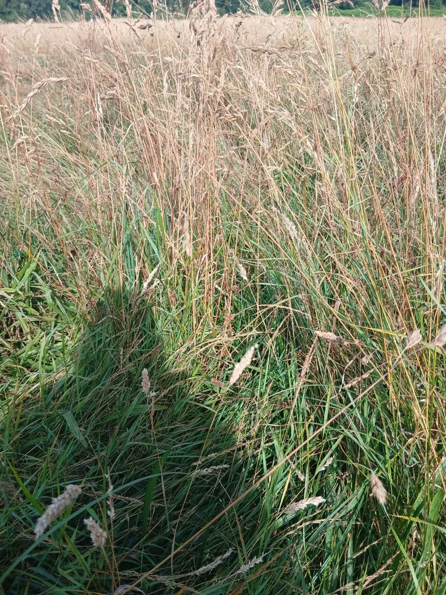 Meadow
