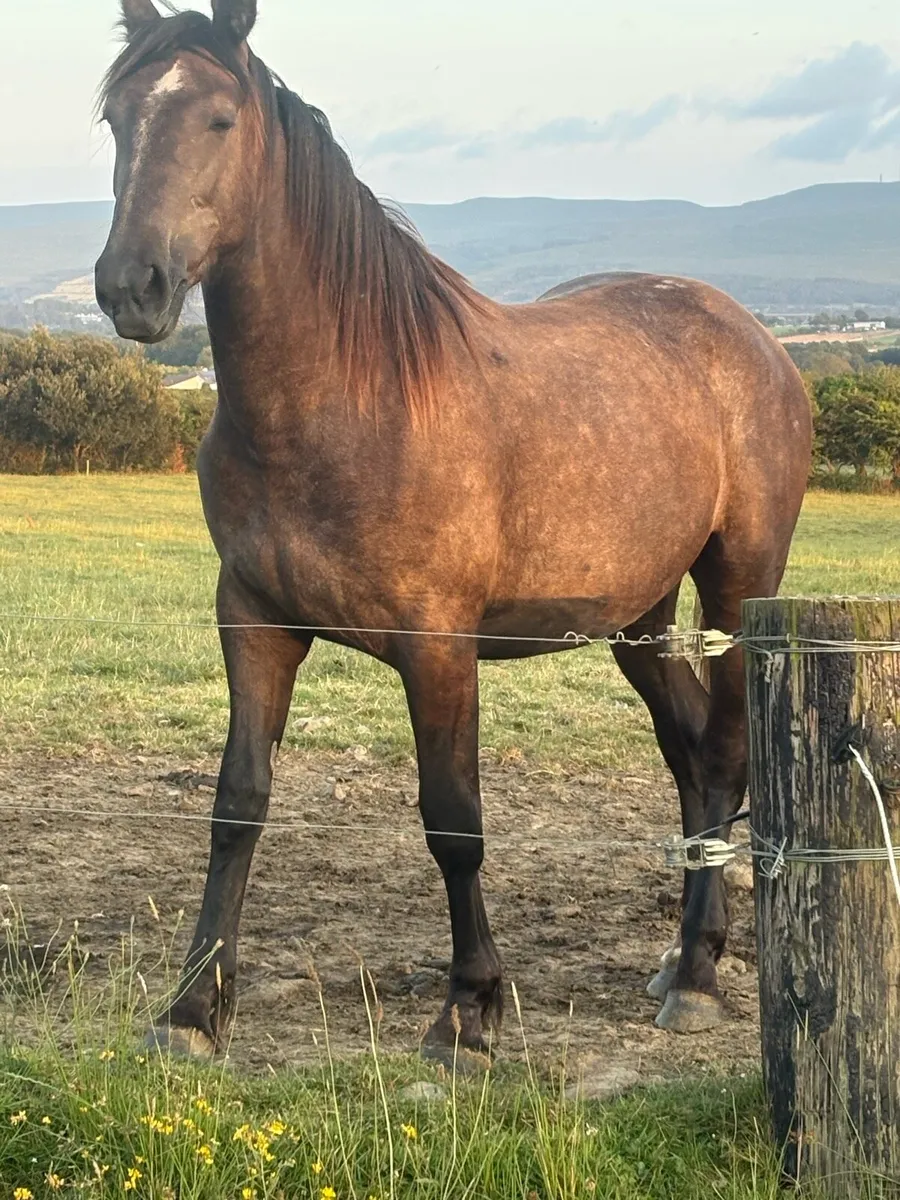 Smashing full draught mare - Image 1