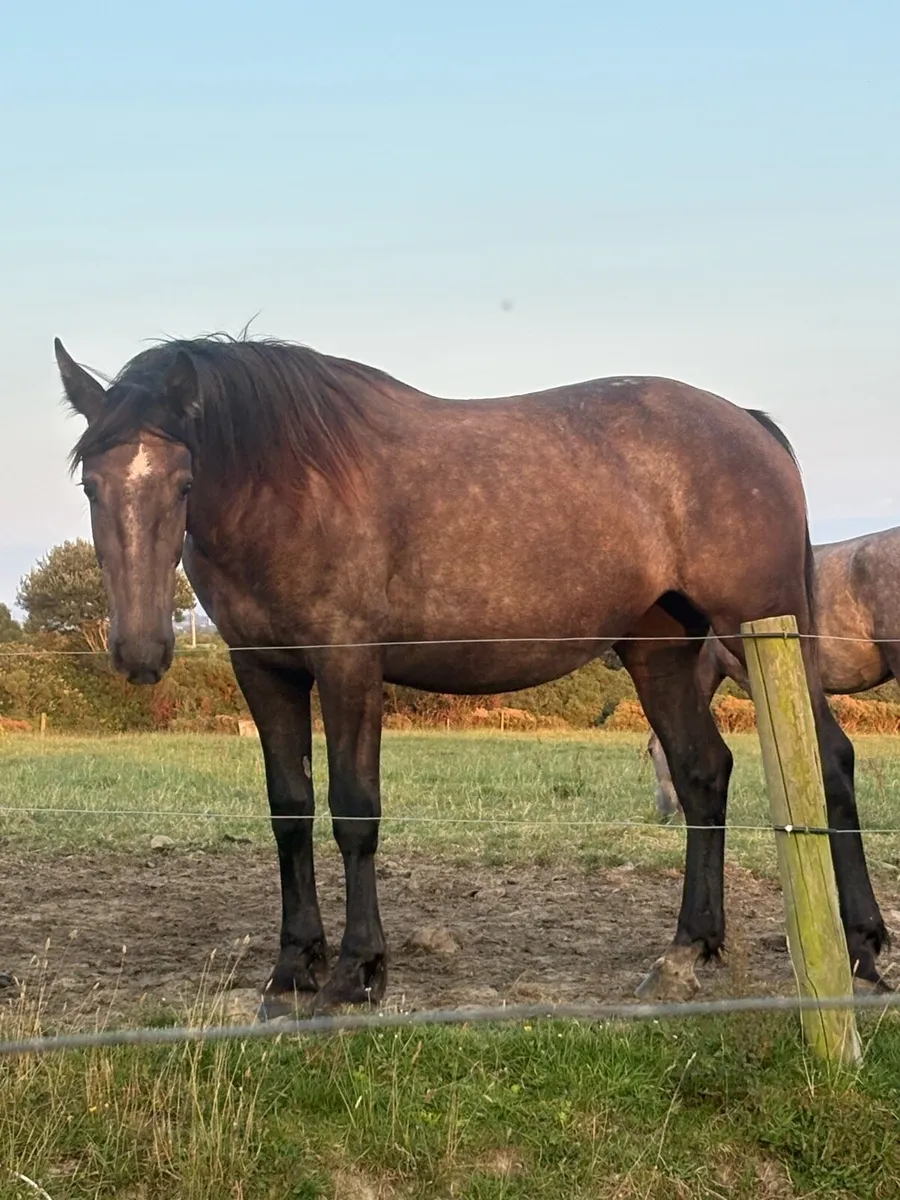 Smashing full draught mare - Image 2