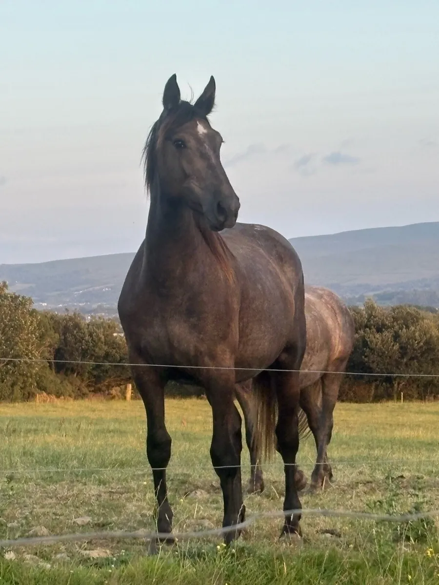 Smashing full draught mare - Image 3