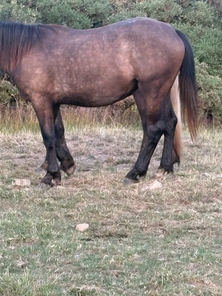 Smashing full draught mare - Image 4