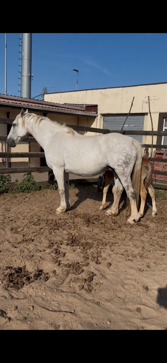 Irish draught mare and colt foal - Image 1