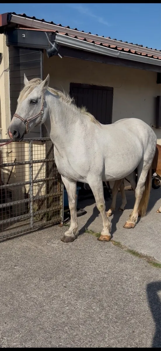 Irish draught mare and colt foal - Image 2