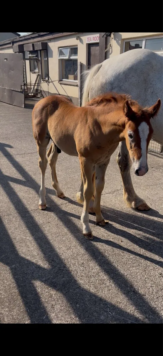 Irish draught mare and colt foal - Image 3