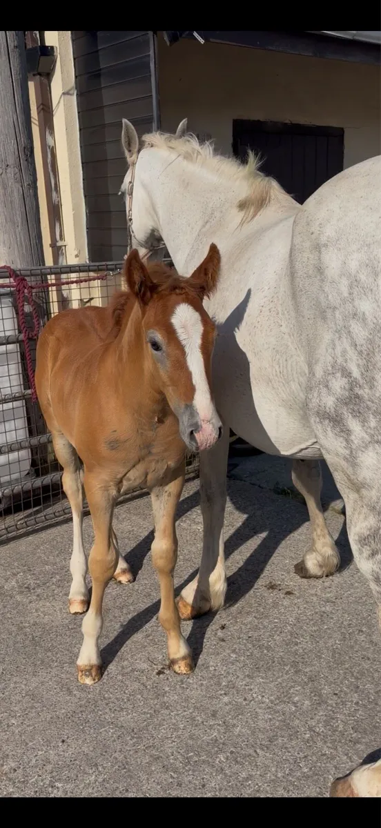 Irish draught mare and colt foal - Image 4