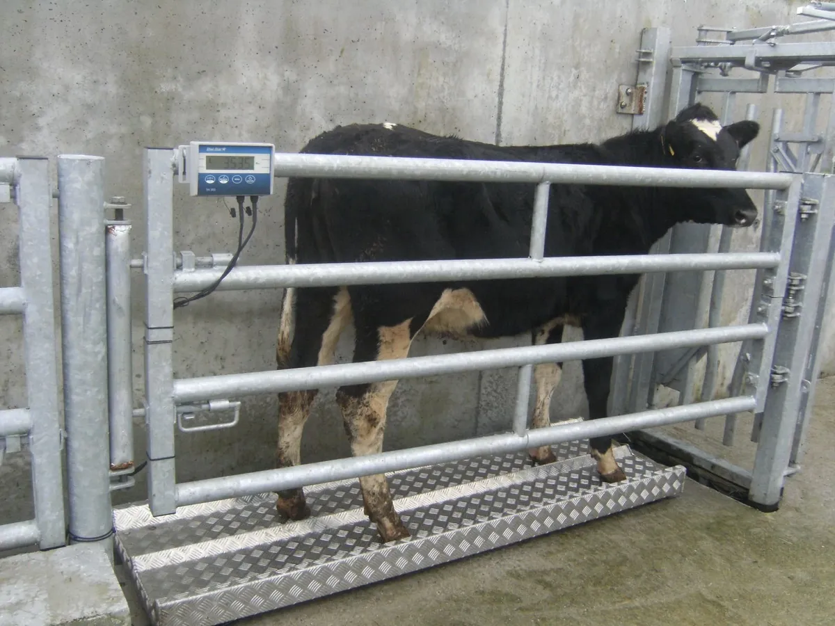 Livestock Weighing Scales - Image 1