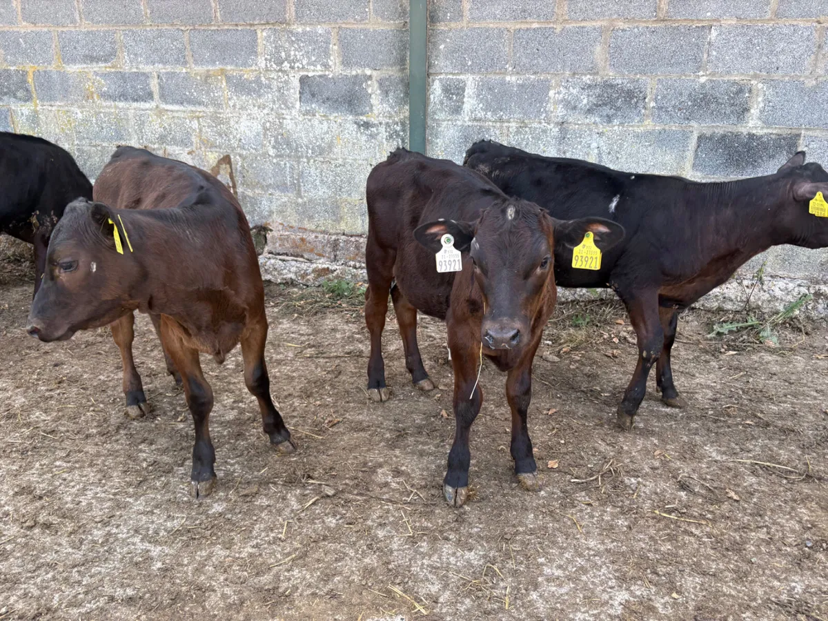32 well reared Angus Bulls (ready for grass) - Image 4