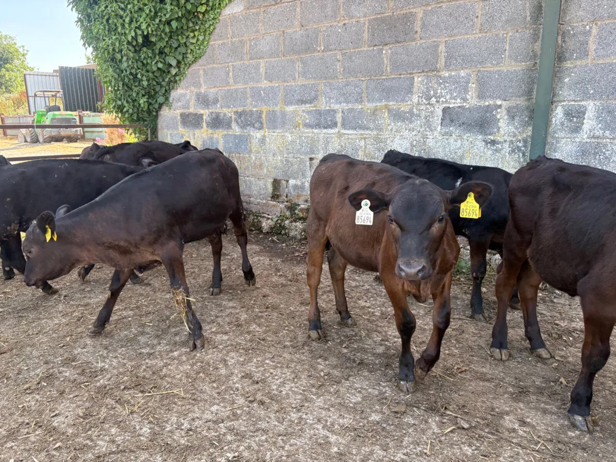 32 well reared Angus Bulls (ready for grass) - Image 2