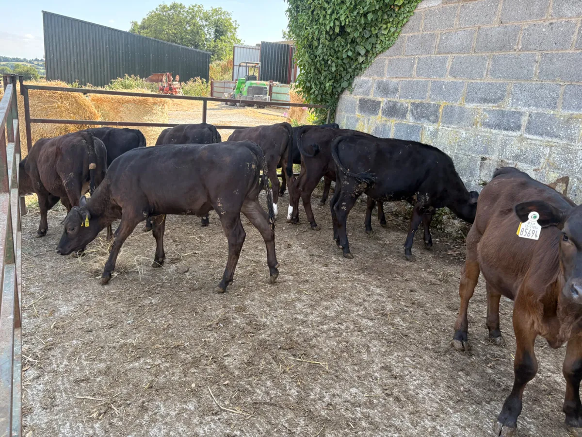 32 well reared Angus Bulls (ready for grass) - Image 3