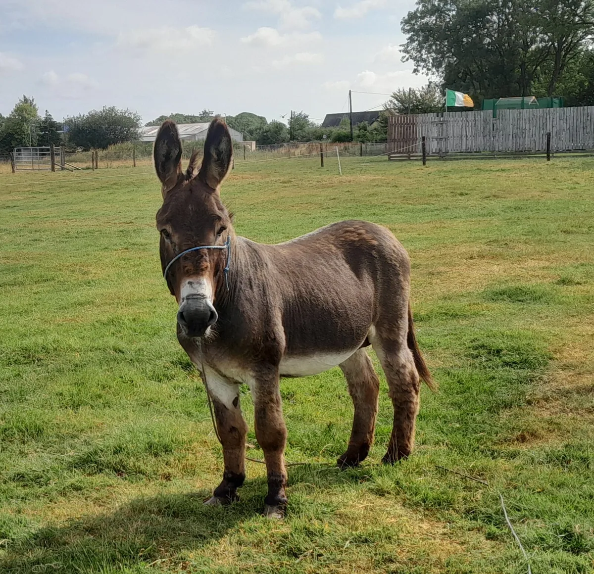 Donkey - Image 1