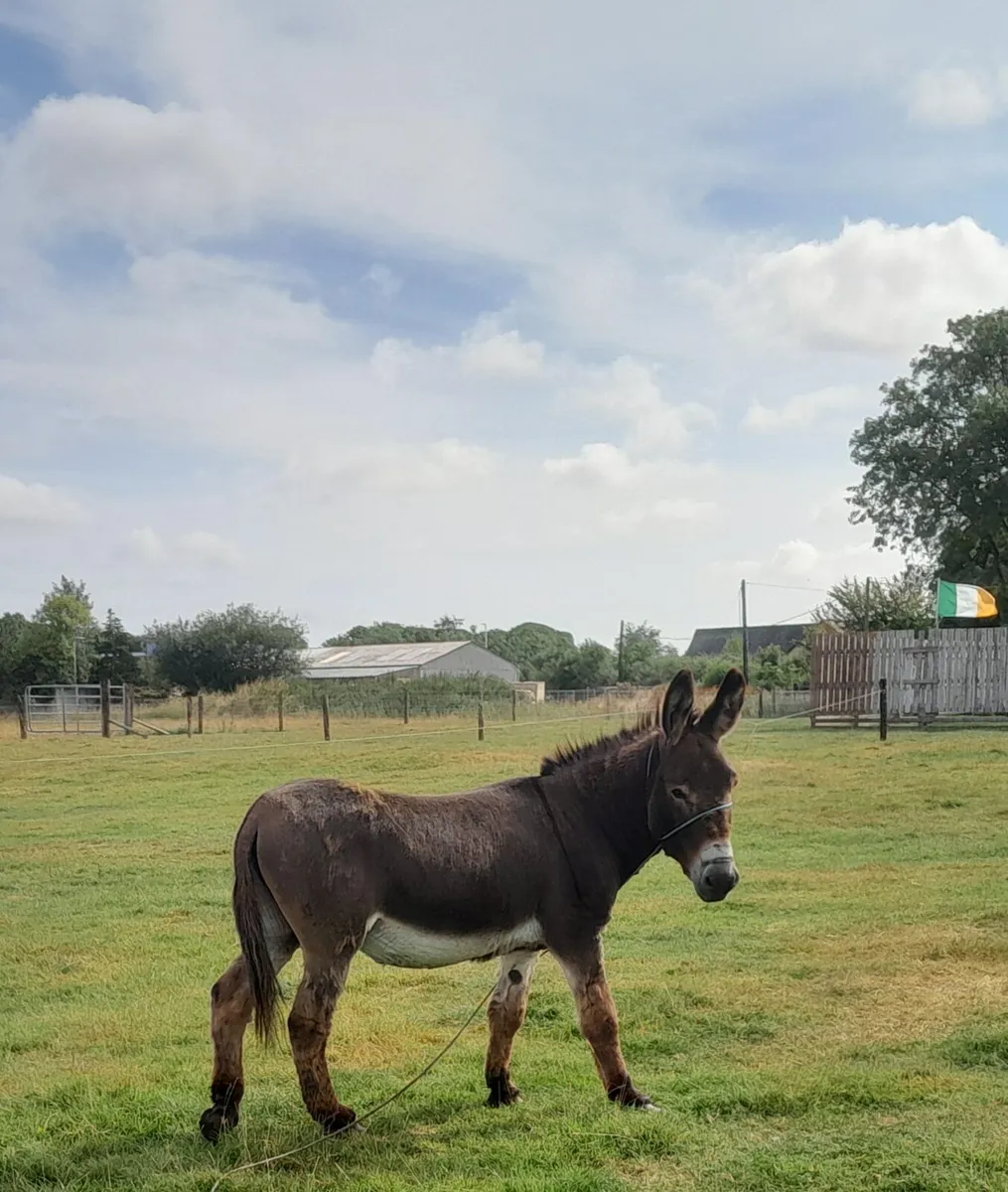 Donkey - Image 2