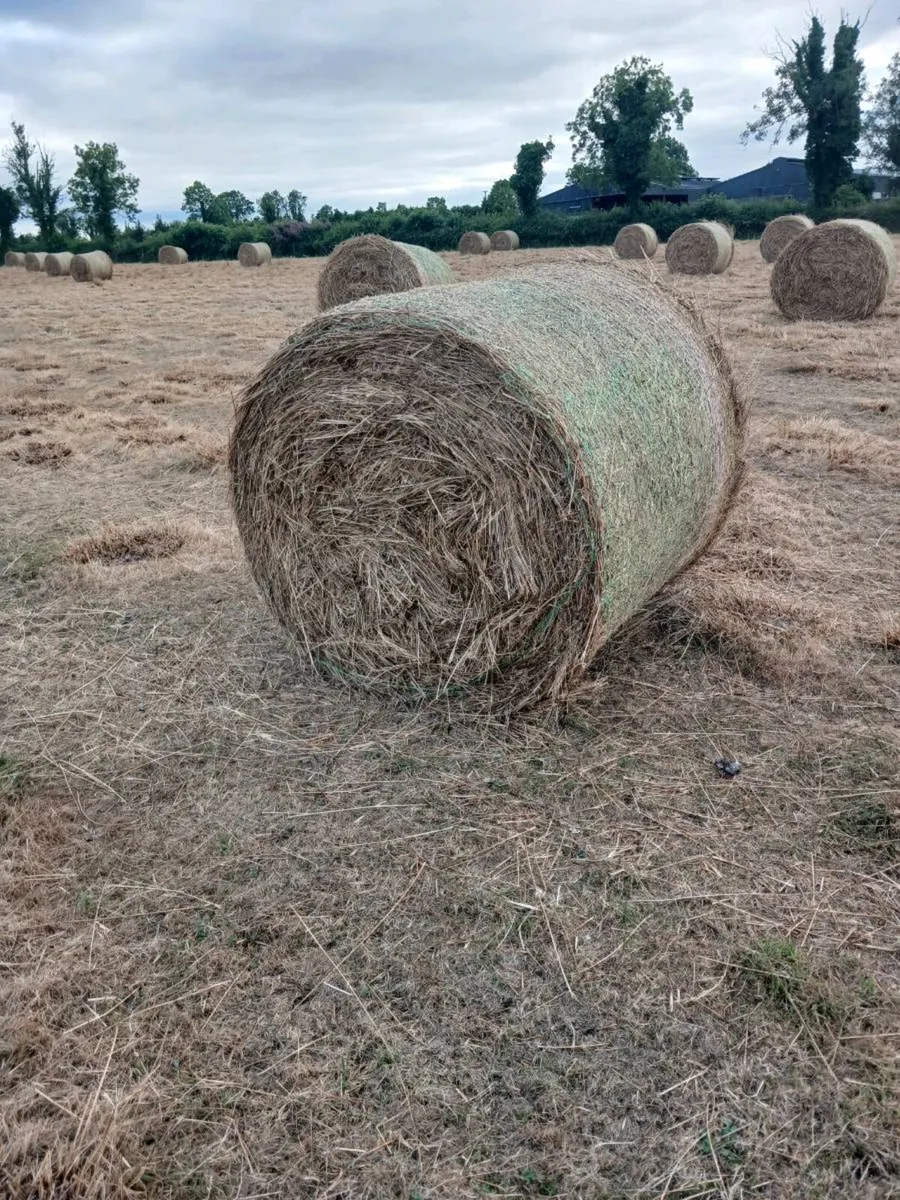 Bedding