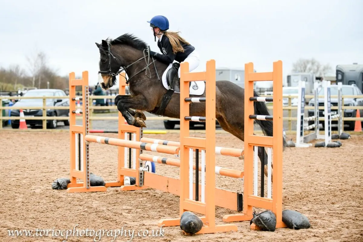 Pony - Image 3
