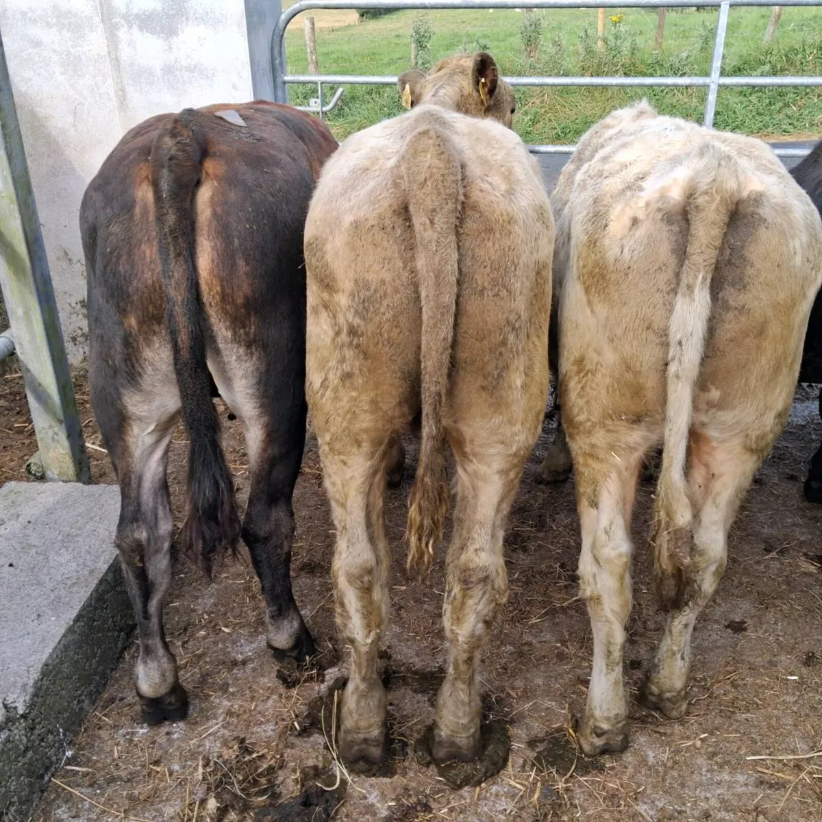 6 ch and lim bullocks - Image 1